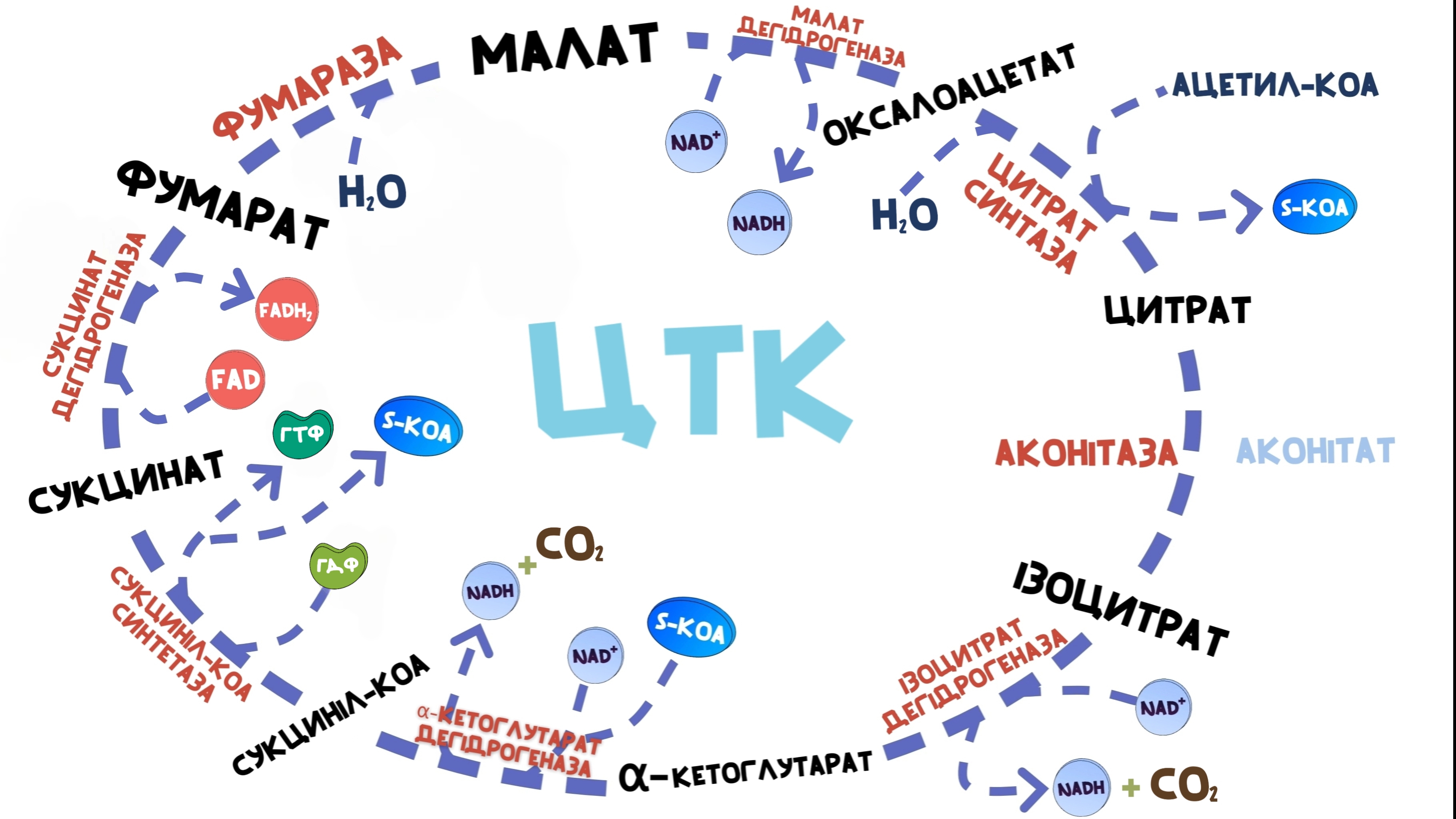 Реакції циклу трикарбонових кислот(ЦТК)