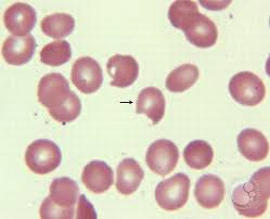 bite-cells