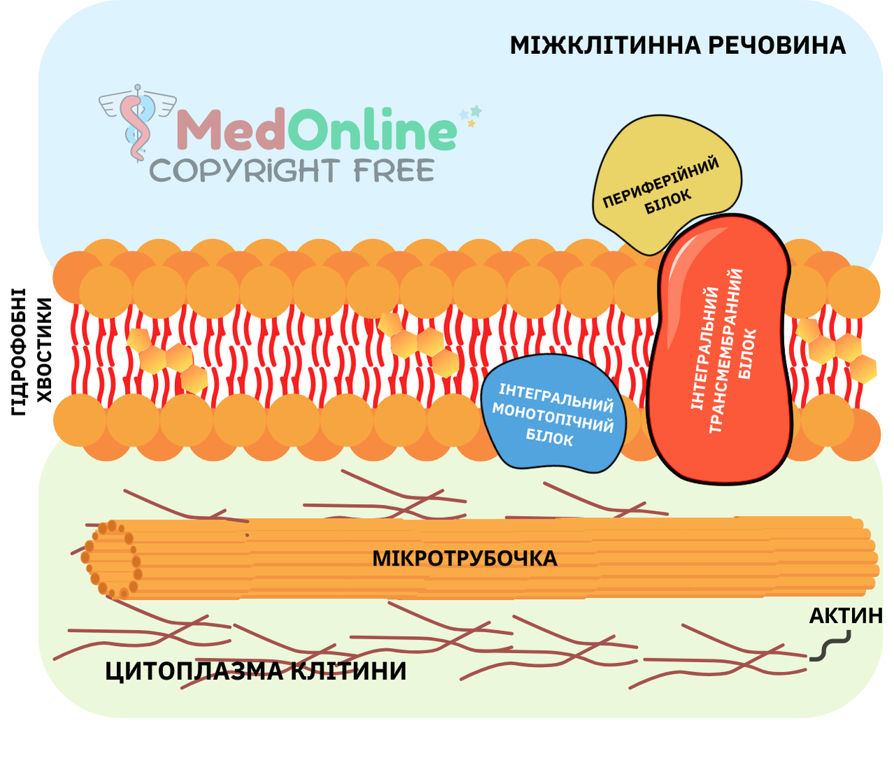 схема кортикального шару мембрани