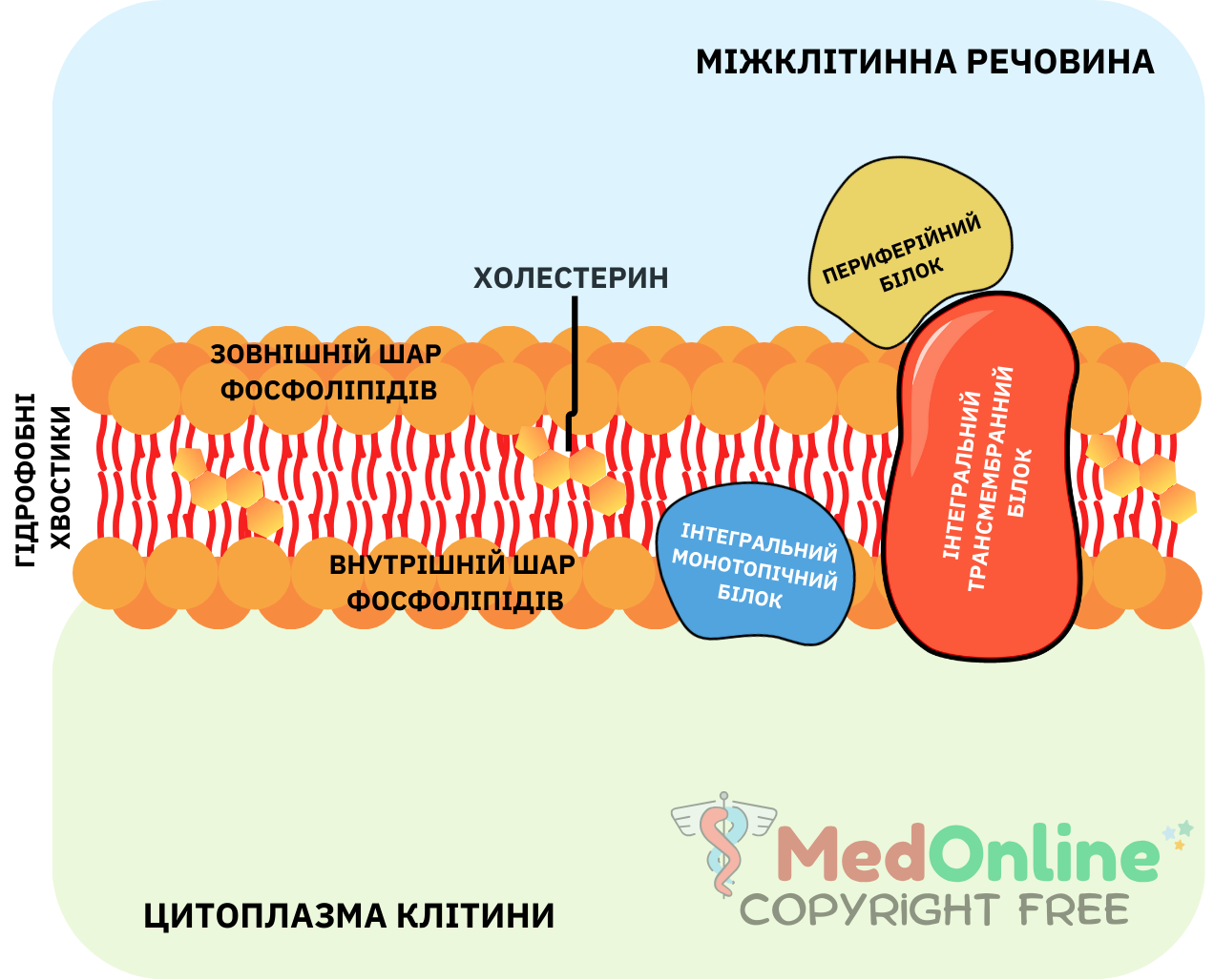 схема будови клітинної мембрани