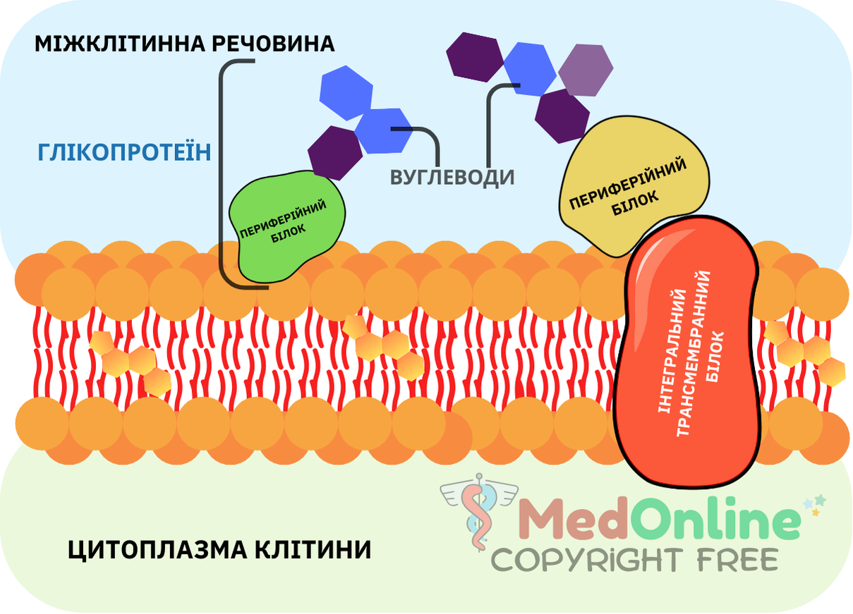 схема глікокаліксу