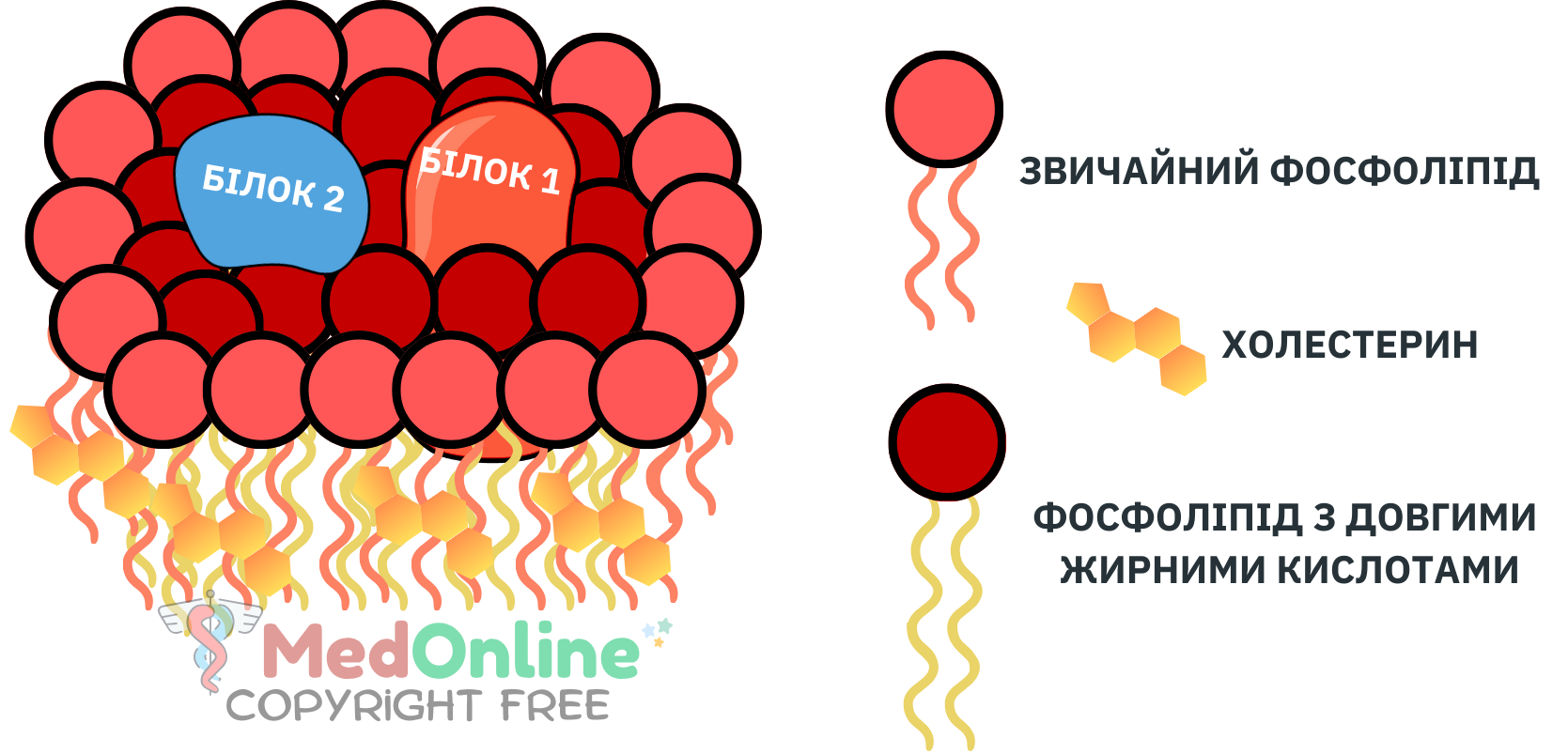 схема ліпідних рафтів