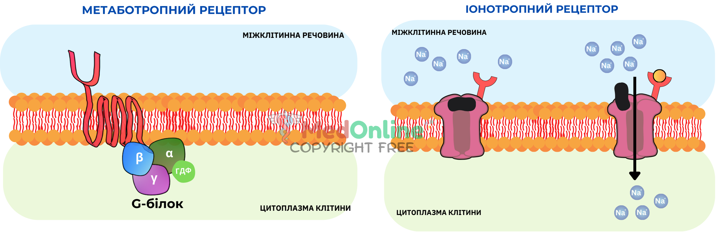 схема рецепторів клітинної мембрани