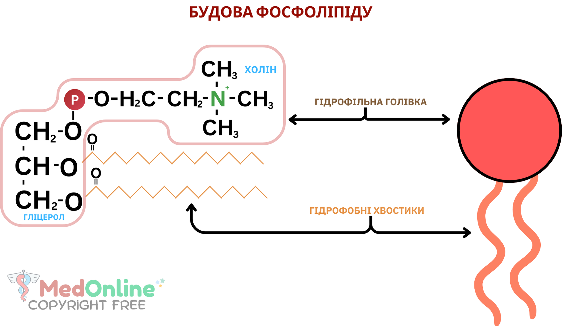 хімічна та схематична будова фосфоліпіду