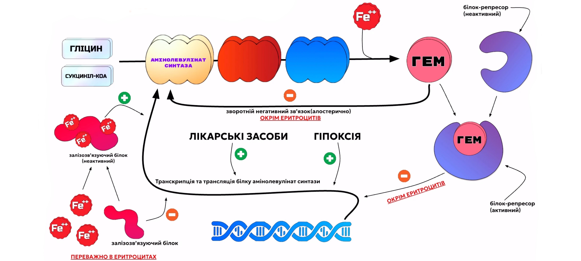 схема регуляції реакцій синтезу гему