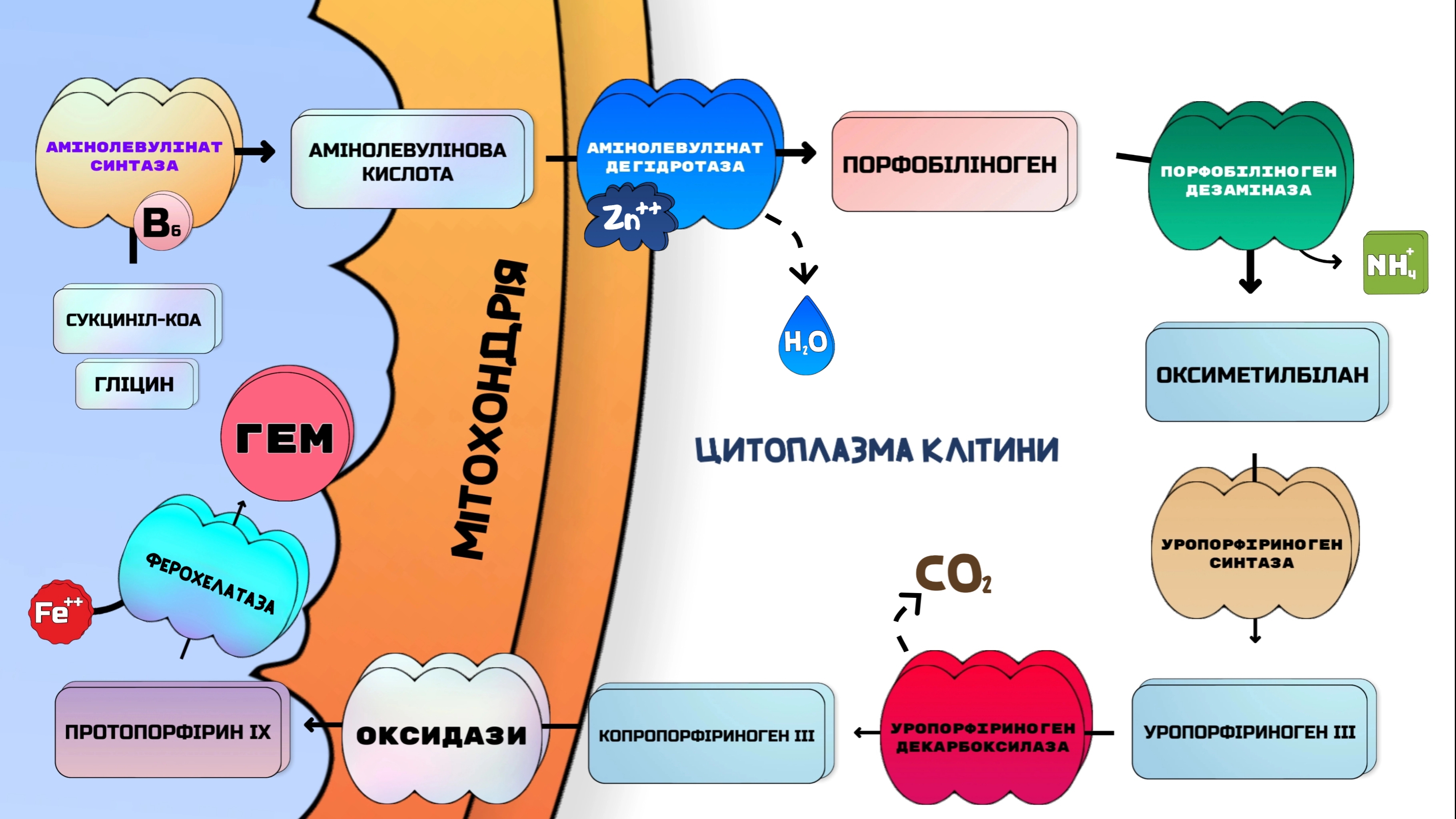 реакції синтезу гему