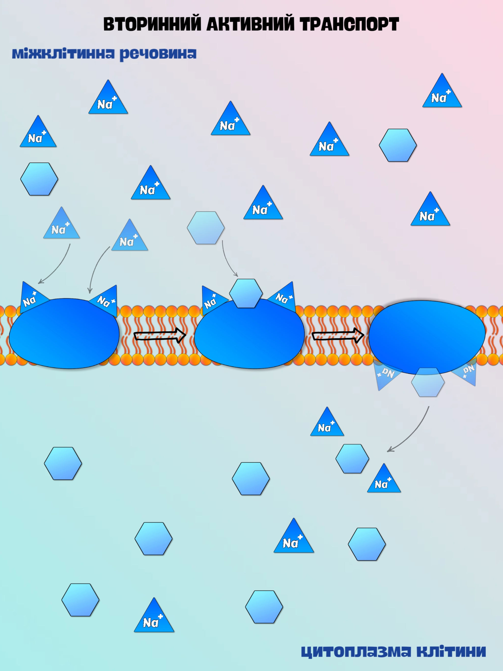 вторинний активний транспорт на прикладі SGLT1