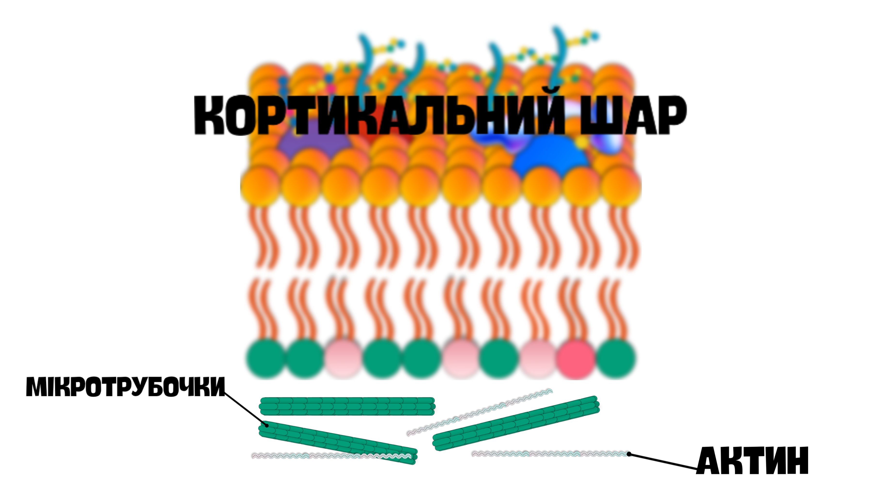 кортикльний або ж підмембранний комплекс клітинної мембрани