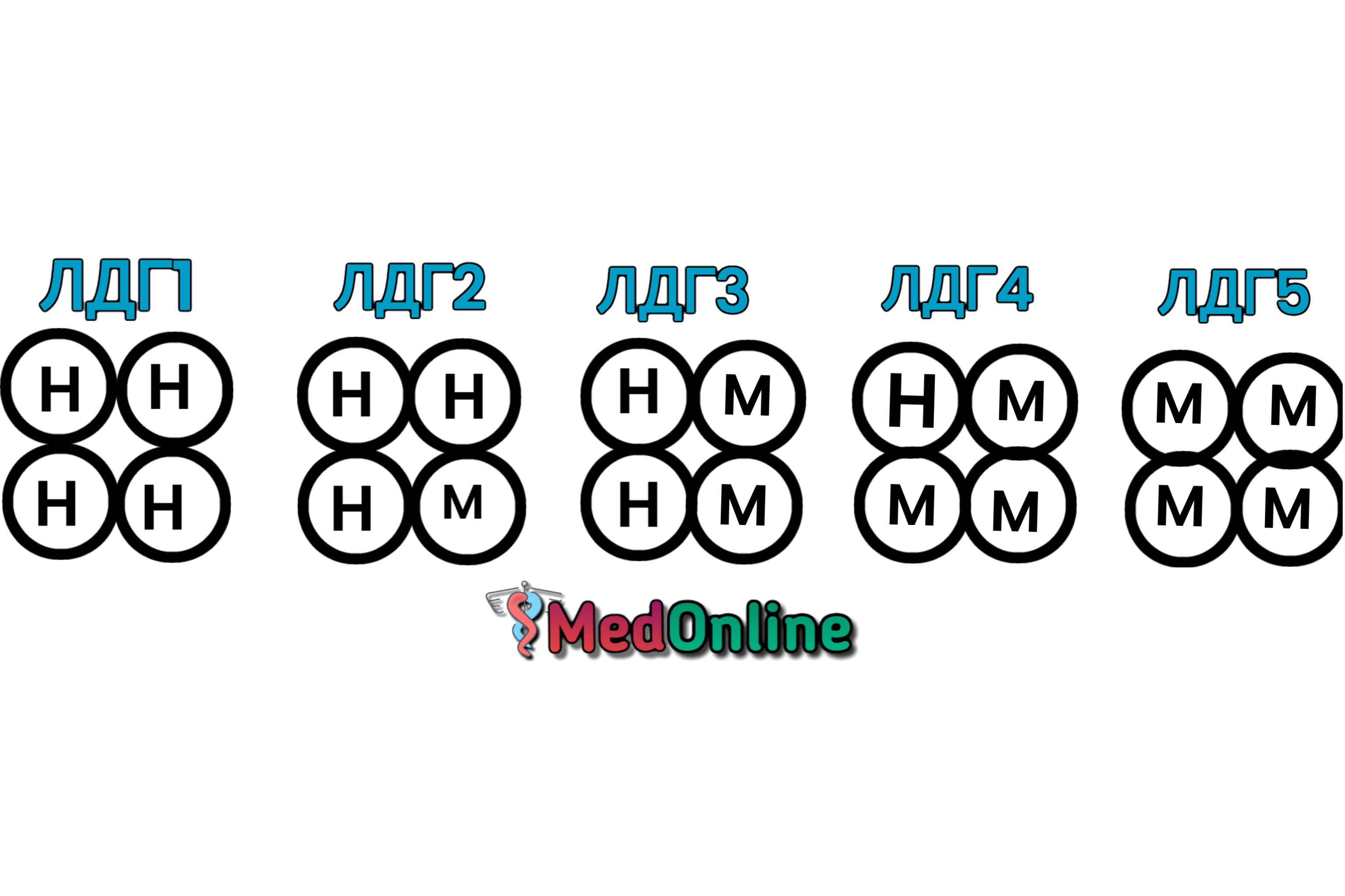 ізоферменти лактат дегідрогенази