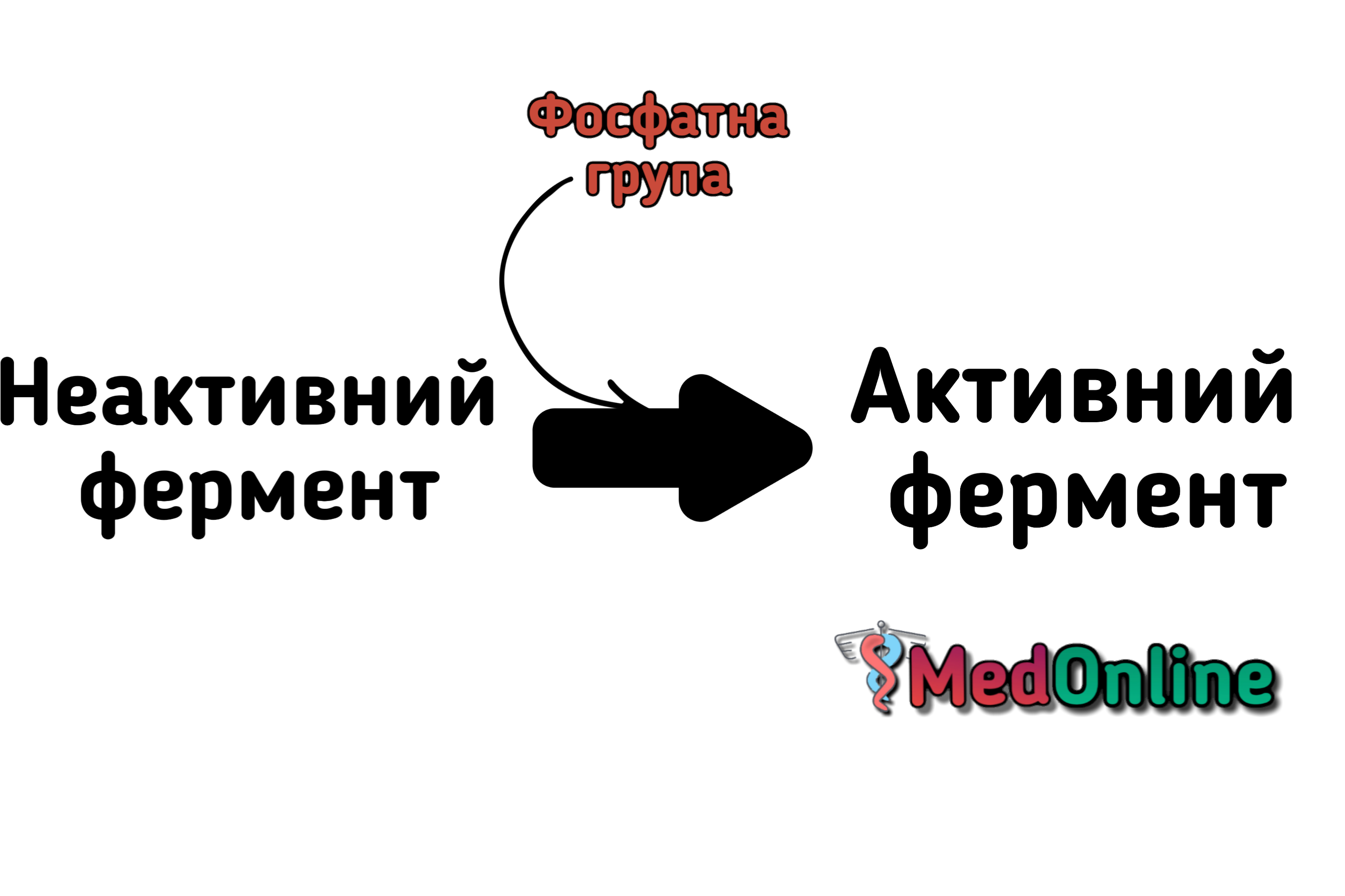 білок-білкова взаємодія, регуляція фермента