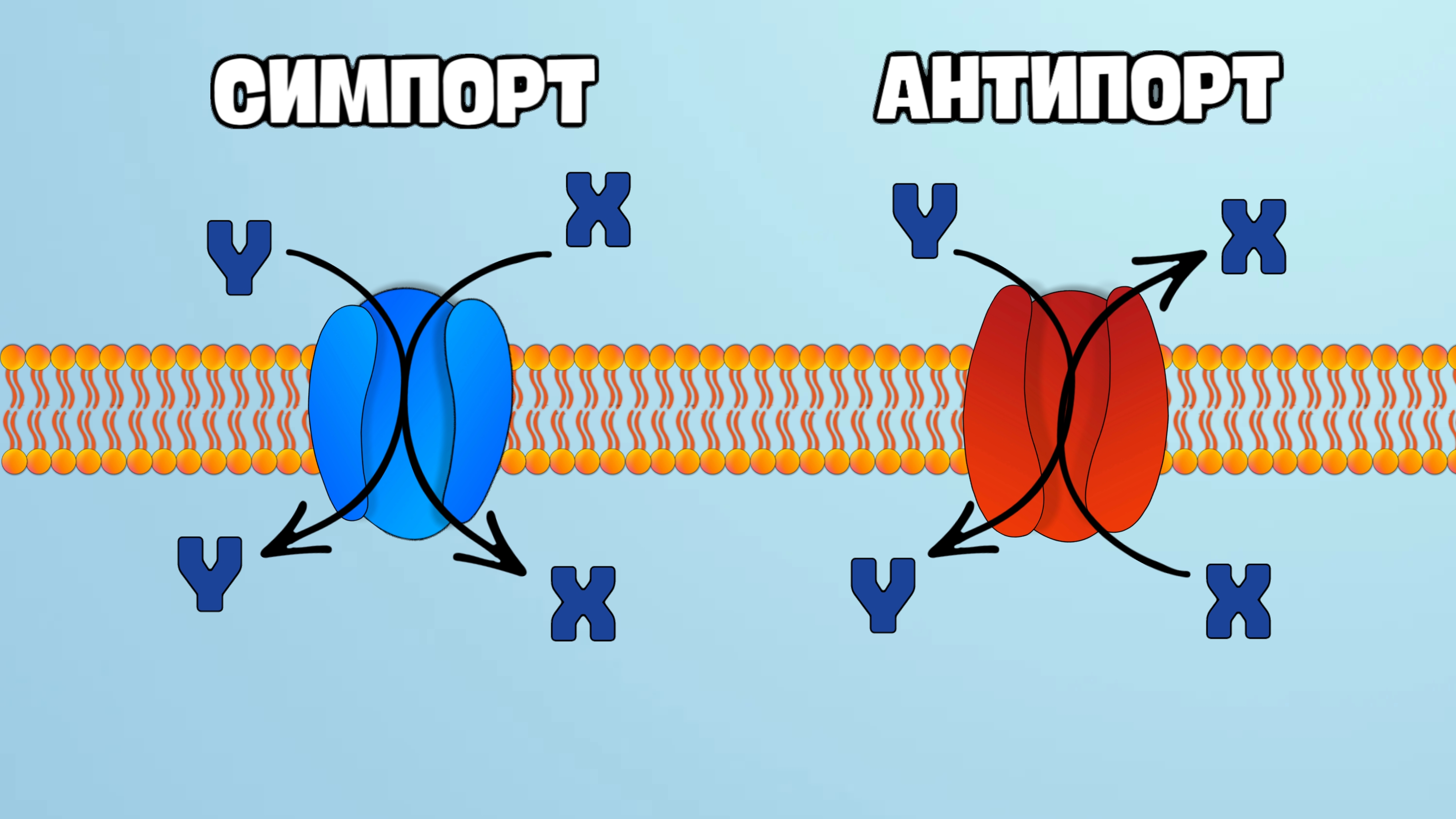 симпорт та антипорт